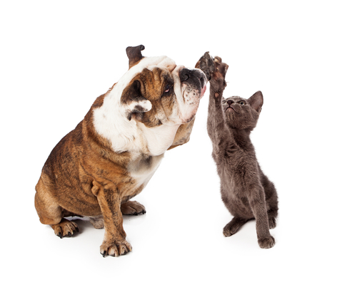shutterstock_159039191 cat & dog